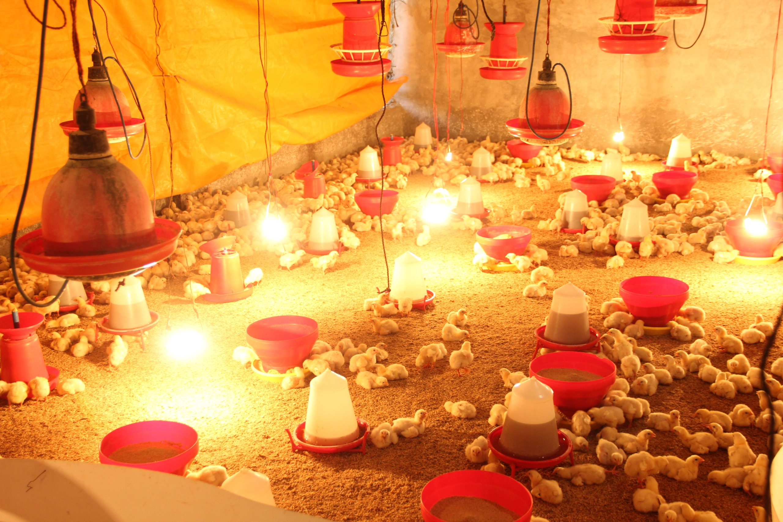pexels photo 12995533 12995533 A brightly lit indoor hatchery with numerous chicks under warming lamps.