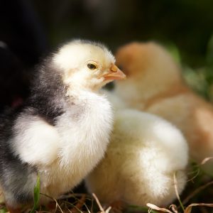 Adorable fluffy chicks basking in the warm spring sunlight outdoors on the grass.
