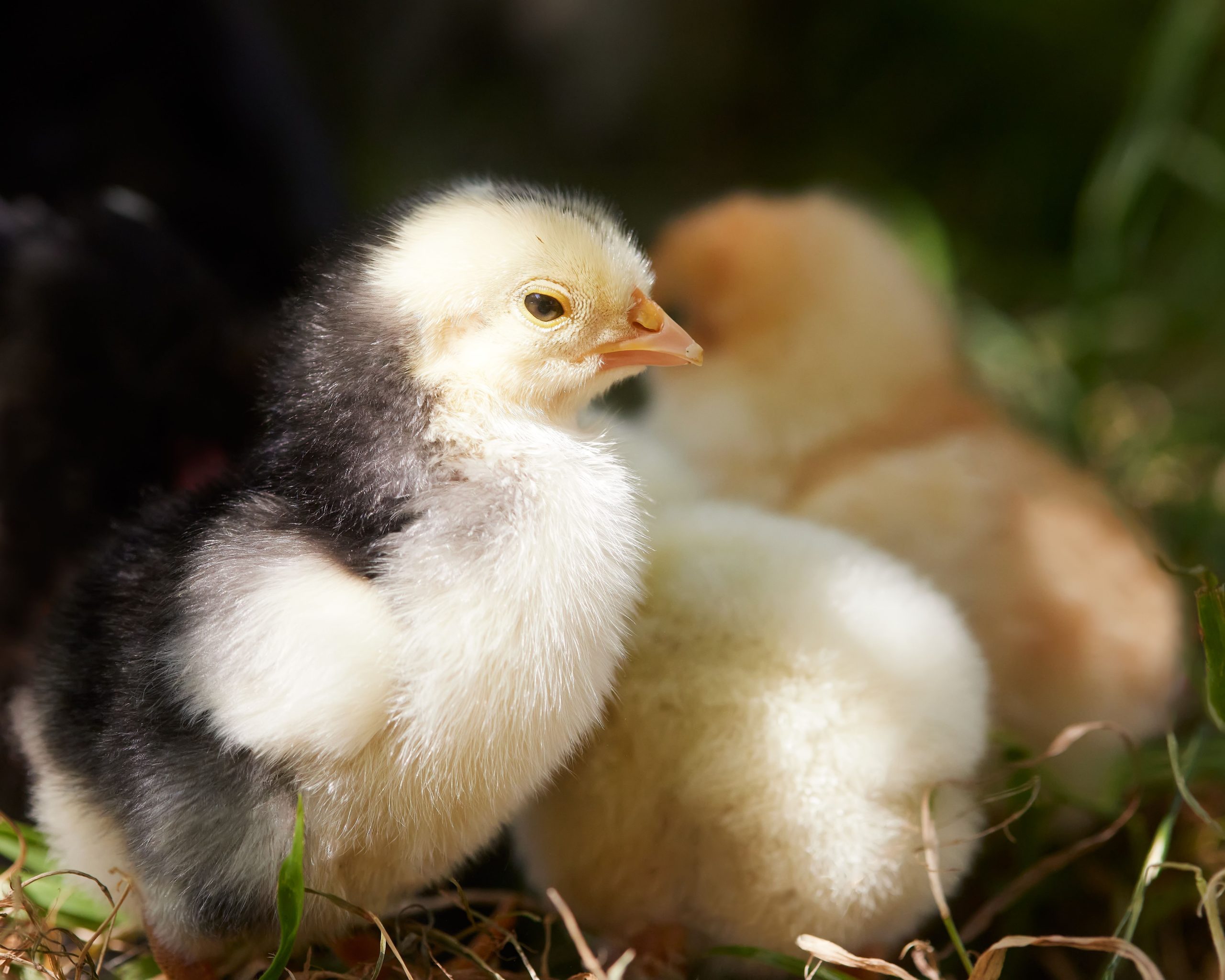 pexels photo 37341692 37341692 Adorable fluffy chicks basking in the warm spring sunlight outdoors on the grass.